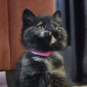 David Lynx's photo