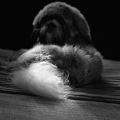 Foto von Pat Stefy