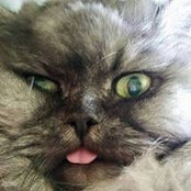 Rob Jingleheimer's photo