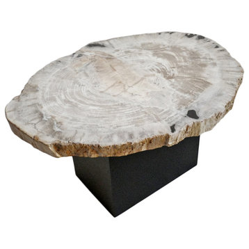 Petrified Wood Slice Coffee Table