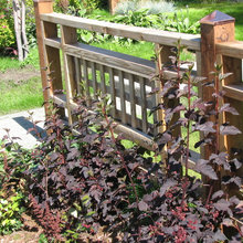 Fence ideas