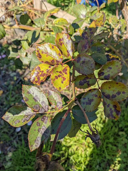 What's This On My Rose Leaves?