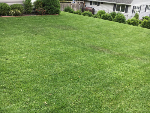 Dark spots in my TTTF Lawn