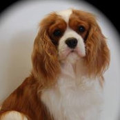 Nancy Chapman's photo