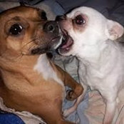 Nicole DiMiceli's photo