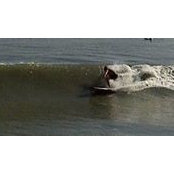 Carlos Abrahams's photo