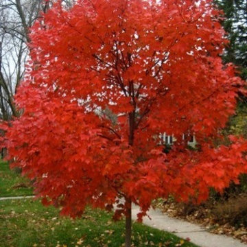 Autumn Blaze Maple