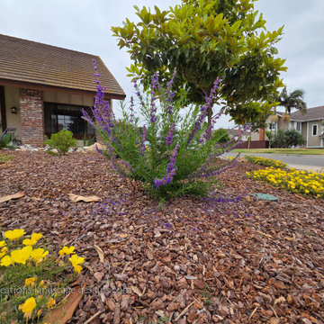 Irvine Turf Rebate Front Yard