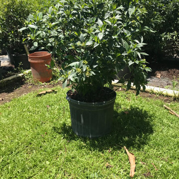 Bahama Coffee - 7 Gallons
