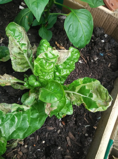 What Is Wrong With My Swiss Chard What Is Wrong With My Swiss Chard