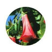Photo de Maryellen Aromatorio