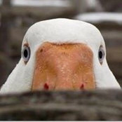 Sergey Shved's photo