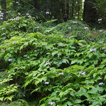 House House Shade Garden