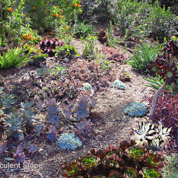 Terraced Slope of Succulents