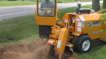 Tree Removal Project In Santa Cruz