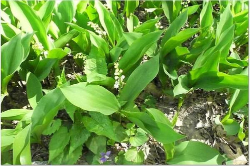 help ID these weeds...are any of them poison ivy/oak/sumac?