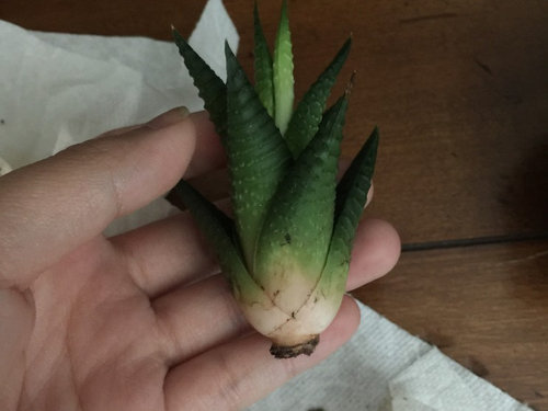 My Succulent Lost All Of It S Roots
