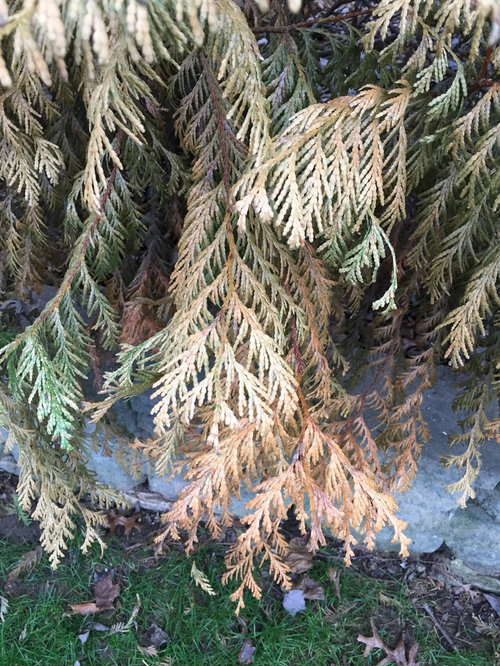 Established Green Giant Arborvitae Dying