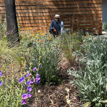 Superbloom Preplanned California Wildflower Garden
