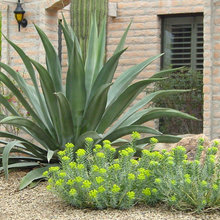 Landscape Ideas