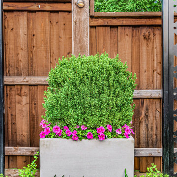 New Backyard Landscape Design | Plano Texas | Alterra Landscape Design