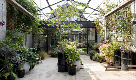 How to Grow Healthy Trees in Containers