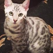 Tracy Goggans's photo