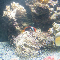 Fresh water and marine fish - Products