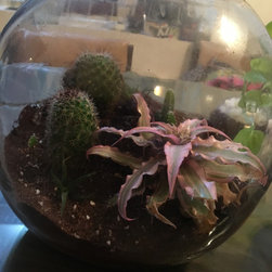 Project No.- 123 - Terrariums