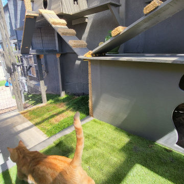 The Purr-fect Playground✨