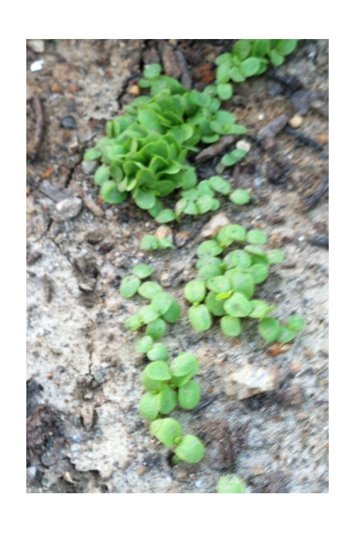 Should I shade my lettuce (zone 6)?