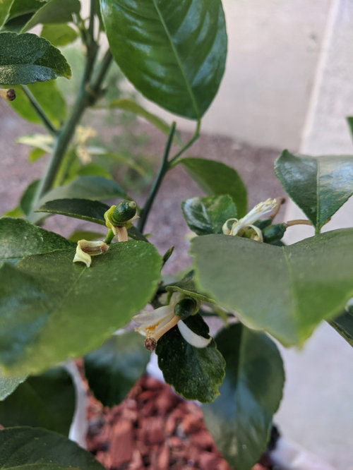 How to tell if Meyer lemon was pollinated