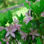 maya singh's photo