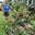 Garden Restoration and Maintaining
