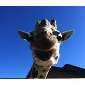 Sara Savacool's photo