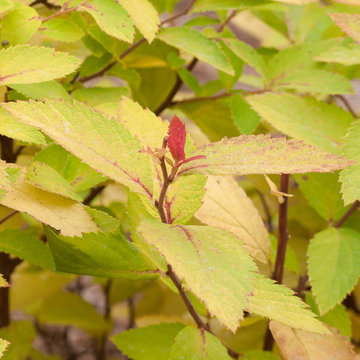Great Plant Combinations