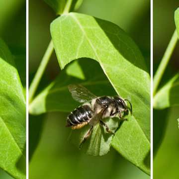 Leafcutter Bees