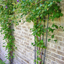 frontyard