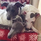 Tracey Collins's photo