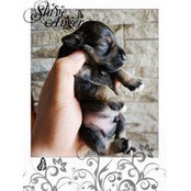 Foto di Beard Kennel