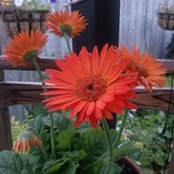 Kim Davidson's photo