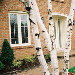 Interior and Exterior windows and modern  doors - Windows