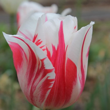 Bulb Plantings