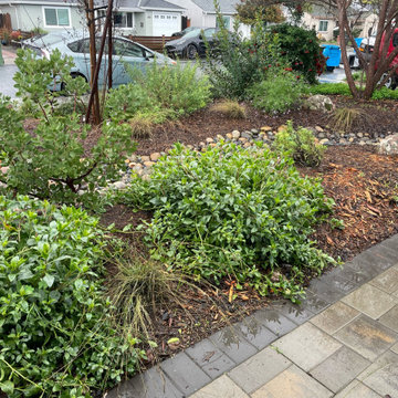 California Native Plants- Front and Back Yard Design