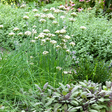 Boxwood, Allium, Sage and Chives Soften an Edge