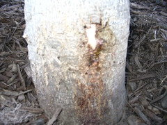 identification - What is this white foam under my tree? - Gardening &  Landscaping Stack Exchange