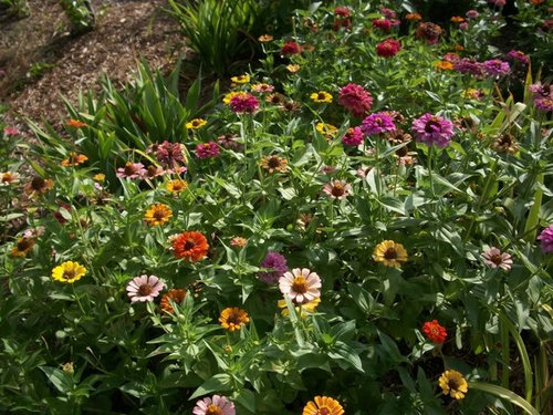 Image of Asters and zinnias