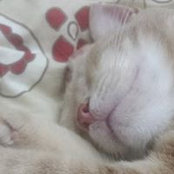Stefania Galia's photo