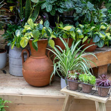 5 Houseplant Tips from the RHS Chelsea Flower Show