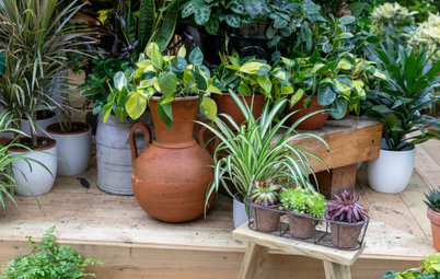 5 Houseplant Tips from the RHS Chelsea Flower Show